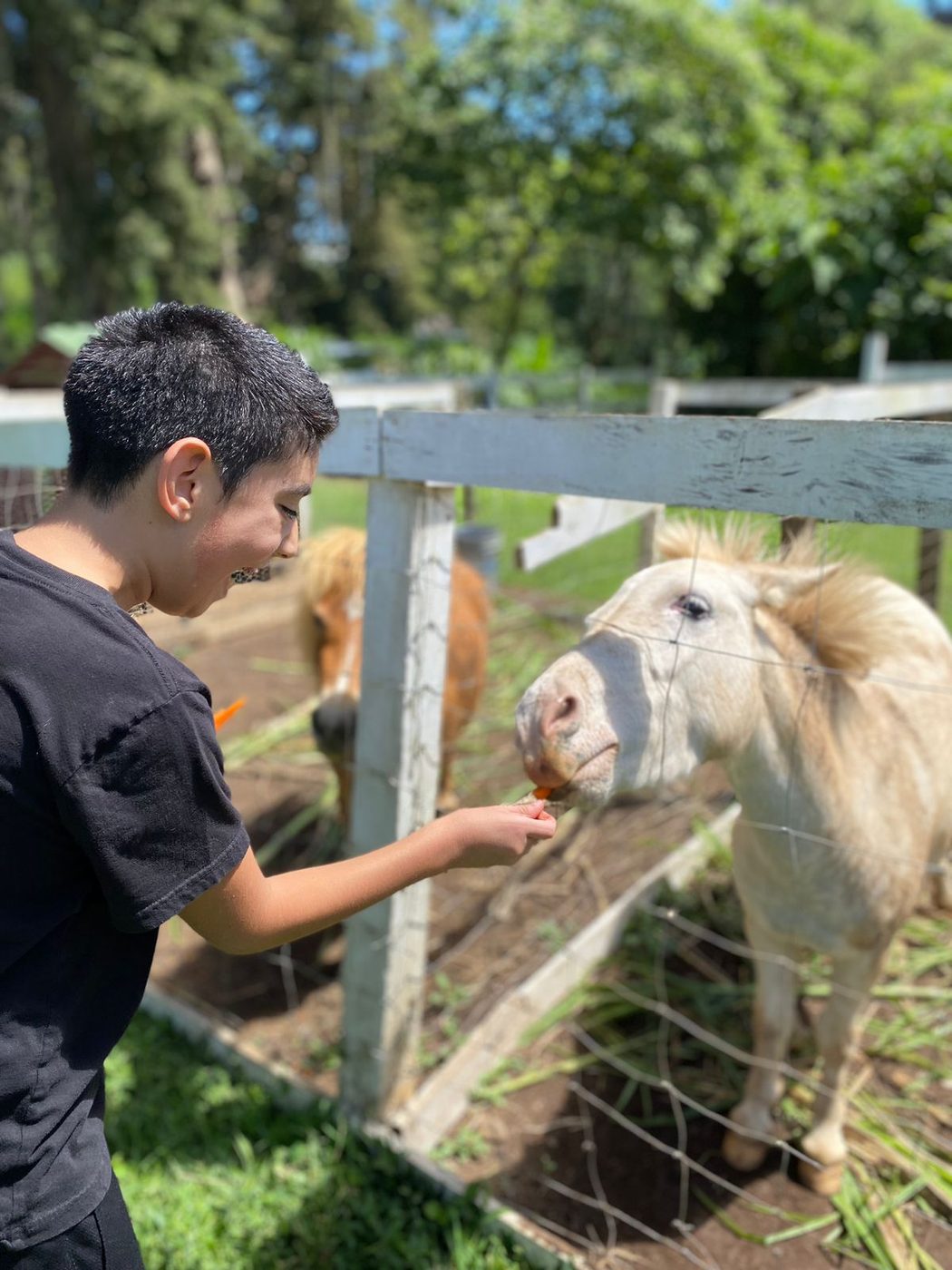 Alumno de Colegio Hélice alimentando un pony