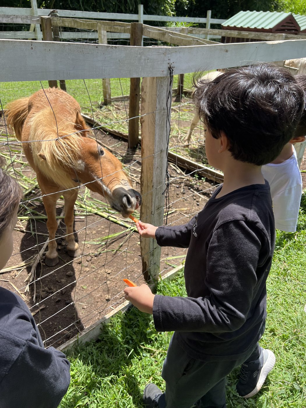 Alumno de Colegio Hélice alimentando un pony